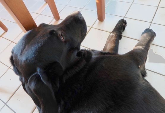 MorgenMuffel MorgenMuffel