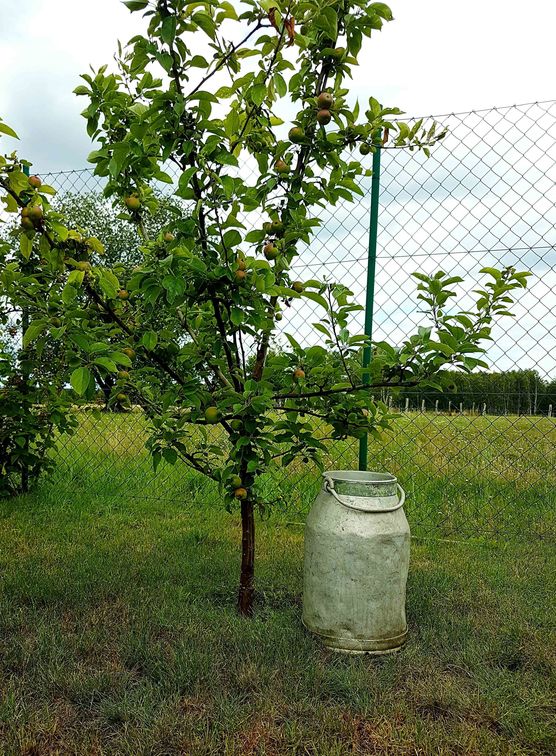 Bild von Minion Bild von Minion