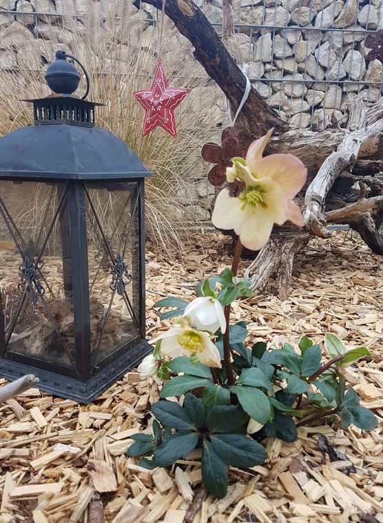 Bild von Natur1980 Bild von Natur1980