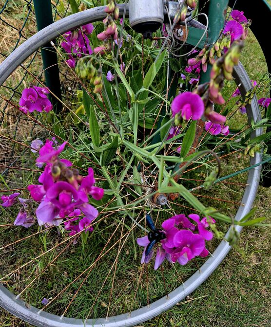 Bild von Natur1980 Bild von Natur1980