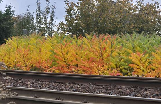 Bild von Natur1980 Bild von Natur1980