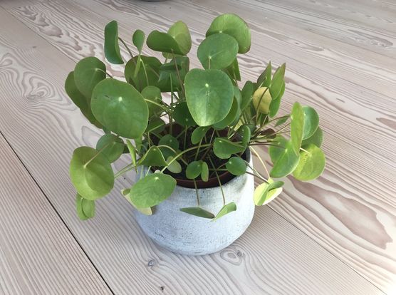 So langsam bekrabbelt sich So langsam bekrabbelt sich