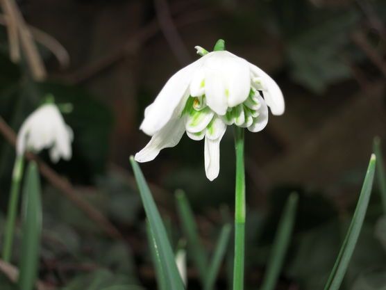 Frühjahrserwachen Frühjahrserwachen