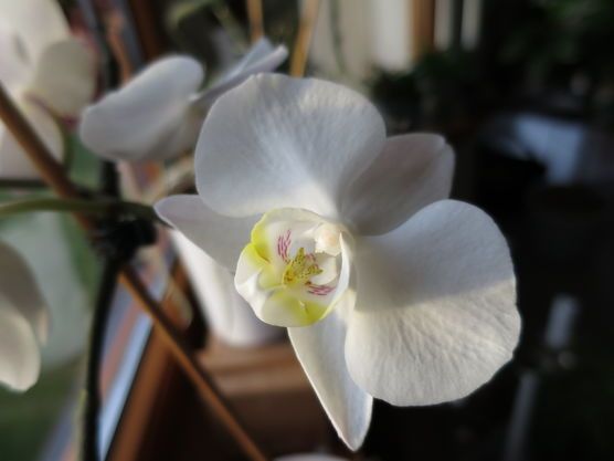 Sie blüht wieder, nun schon das elfte Jahr... Sie blüht wieder, nun schon das elfte Jahr...