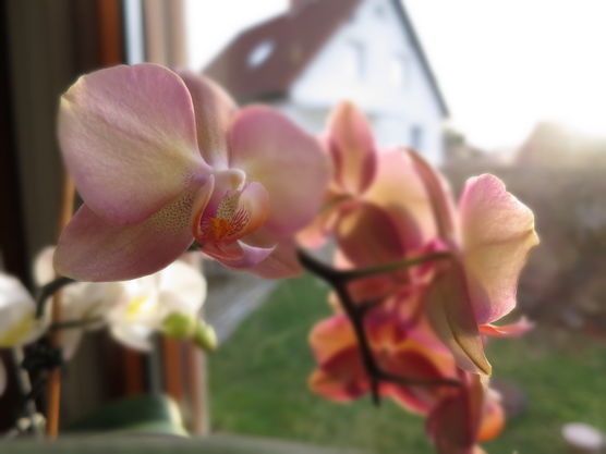 Nummer zwei blüht ☺️ Nummer zwei blüht ☺️