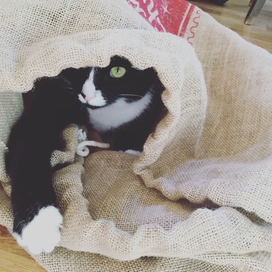 Adieu mon chat Adieu mon chat