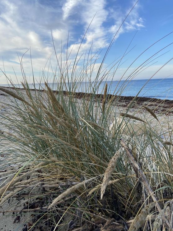 Bild von Strandleben Bild von Strandleben