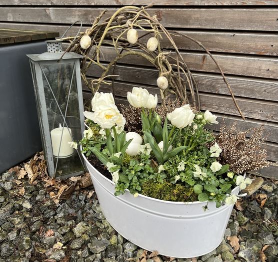 Bild von Blum Bild von Blum