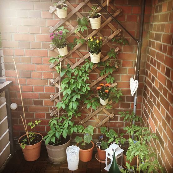 Green Wall Green Wall