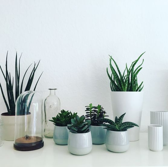 Urban Jungle Urban Jungle