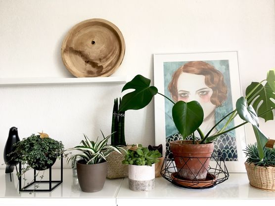 Sukkulentenliebe Sukkulentenliebe