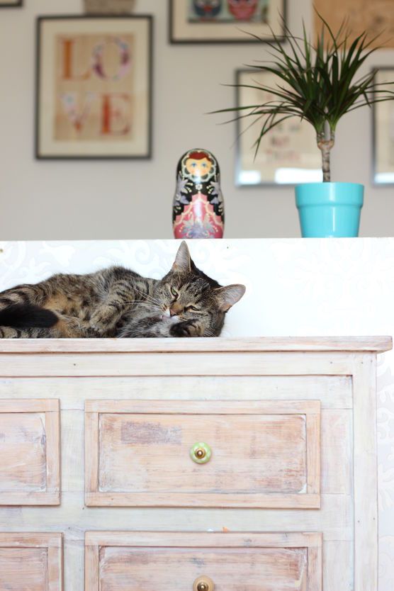 Katze Frieda Katze Frieda