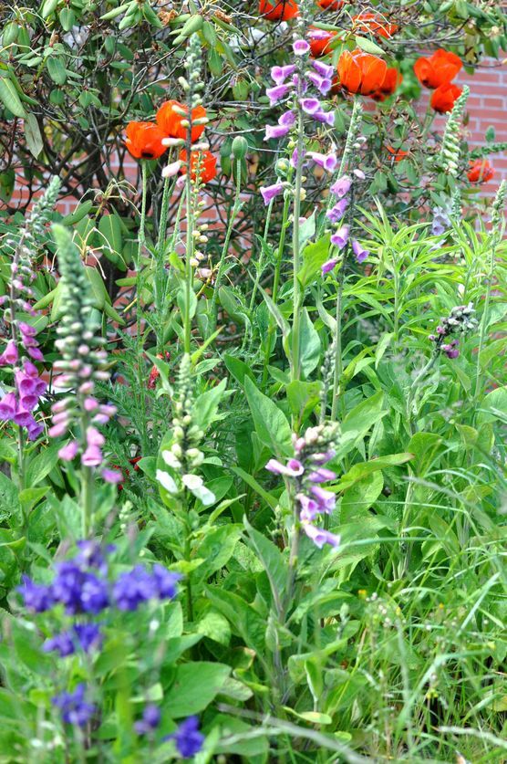 Wilder Garten Wilder Garten