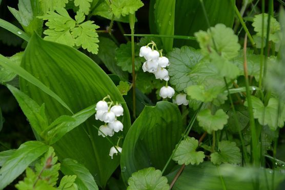 Mein kleiner wilder Garten Mein kleiner wilder Garten