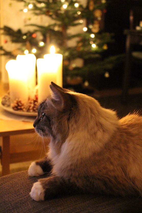 Ich wünsche euch allen Ich wünsche euch allen