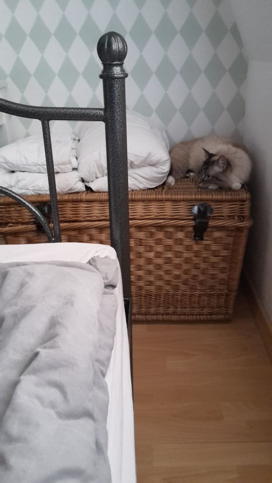 Bild von Blue Man Cole Bild von Blue Man Cole