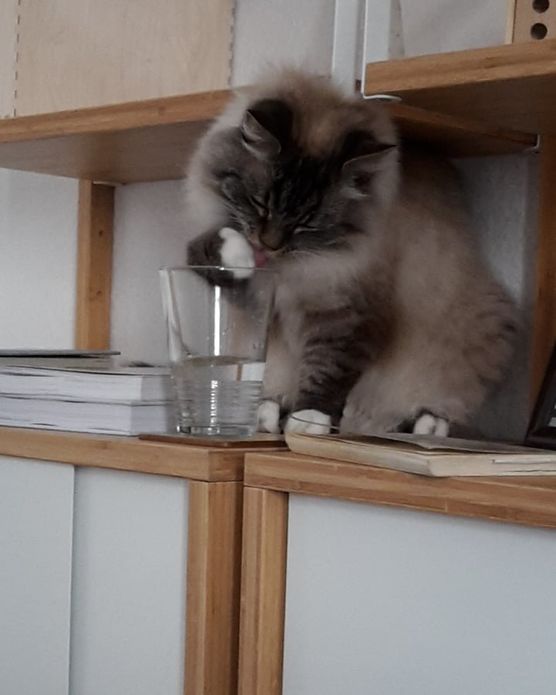 Wenn die Katze das Wenn die Katze das