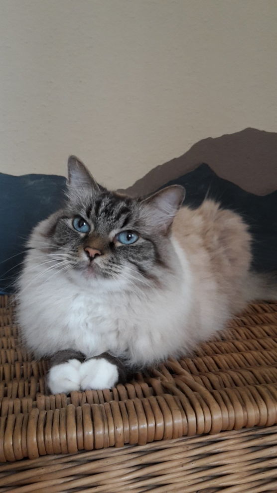 Bild von Blue Man Cole Bild von Blue Man Cole