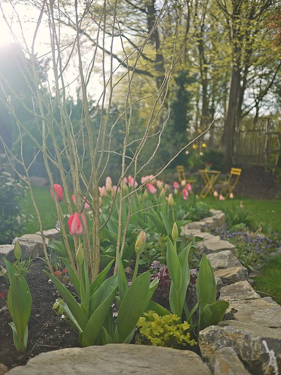 🎶🎤 Tulpen aus Amsterdam🎵🎶
🎶🎤 Tulpen aus Amsterdam🎵🎶