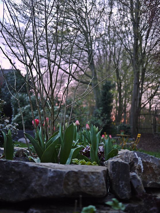 Rote Tulpen vor rotem Rote Tulpen vor rotem