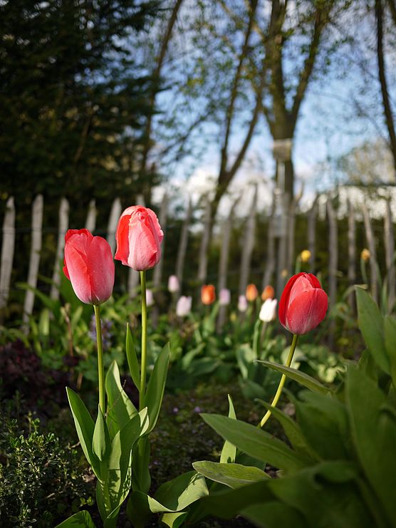 Feuriges Leuchten...
das musste ich Feuriges Leuchten...
das musste ich