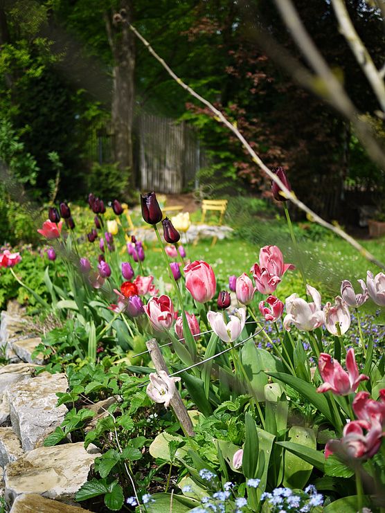 Blick durchs Tulpenbeet...
Blick durchs Tulpenbeet...