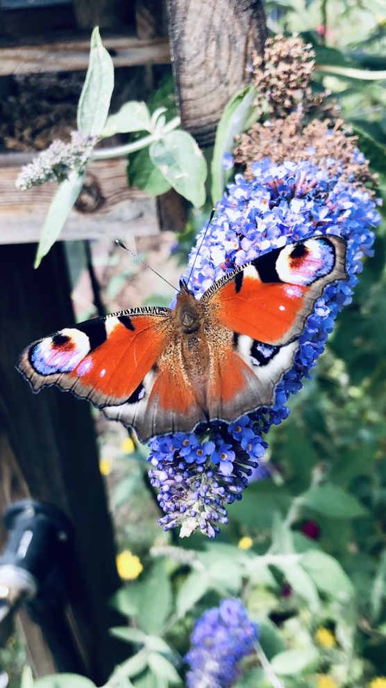 Bild von Minna Bild von Minna