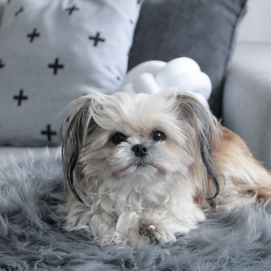 Herzensbrecherin Herzensbrecherin