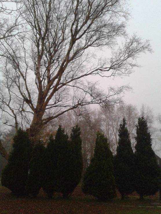 Dunkle Gesellen Dunkle Gesellen