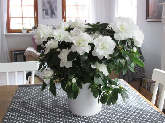 Azaleen - meine Lieblings-Herbst-Winter-Topf-Pflanzen... Azaleen - meine Lieblings-Herbst-Winter-Topf-Pflanzen...