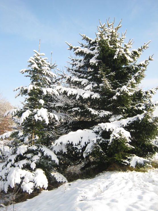 Sehnsucht.... Sehnsucht....