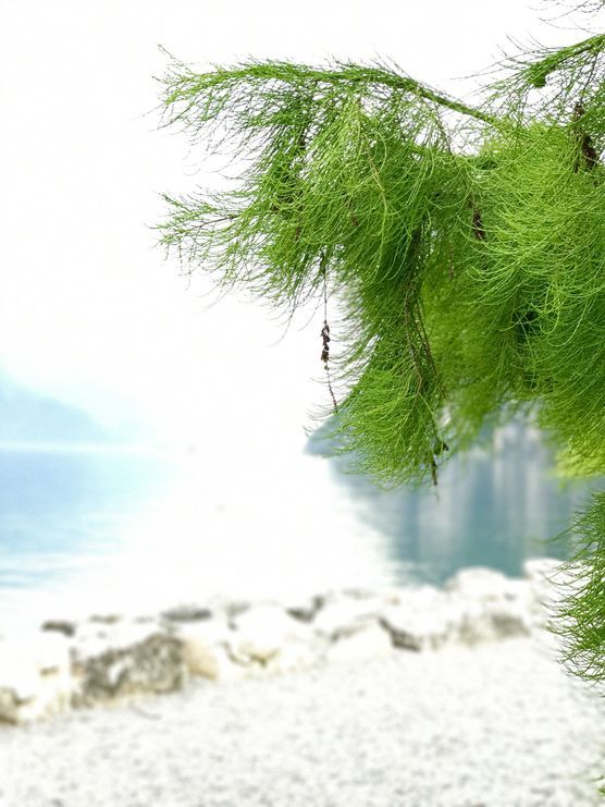 g r e e n ? g r e e n ?