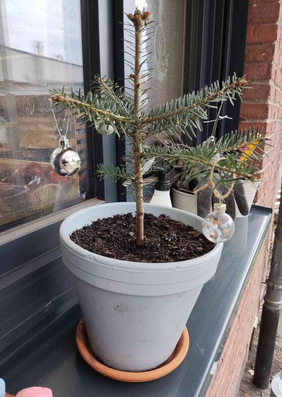 Bild von Hasenmaus Bild von Hasenmaus