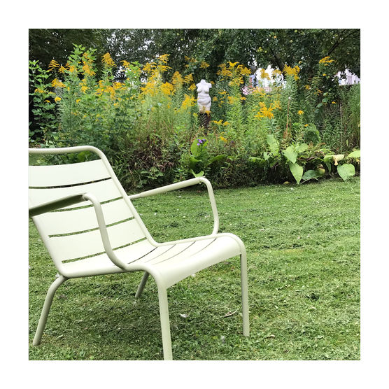 Wild wuchert die Goldrute Wild wuchert die Goldrute