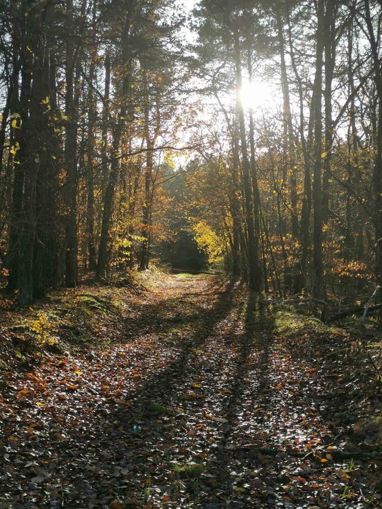 Bild von Augenweide Bild von Augenweide