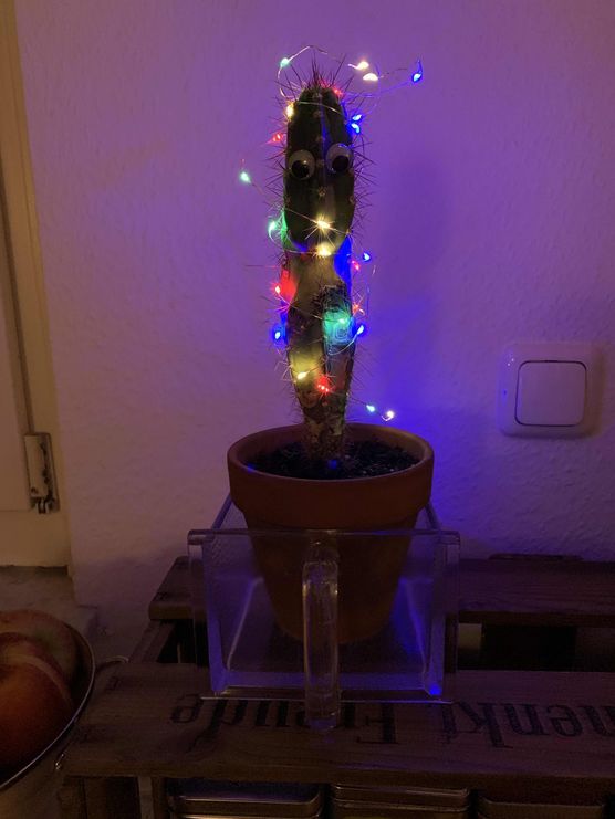 Bild von fly amanita Bild von fly amanita