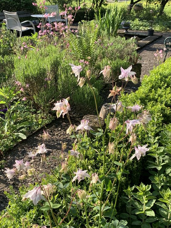 Die Akelei gehört zu Die Akelei gehört zu