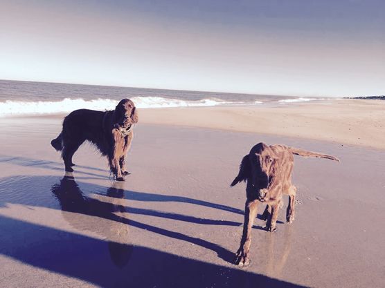 Urlaub mit Settern... Urlaub mit Settern...