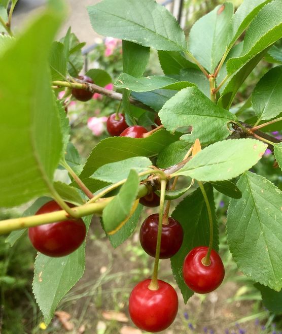 🍒🍒🍒 Die ersten eigenen 🍒🍒🍒 Die ersten eigenen