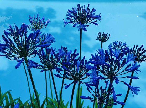 Bild von Cocoona Bild von Cocoona