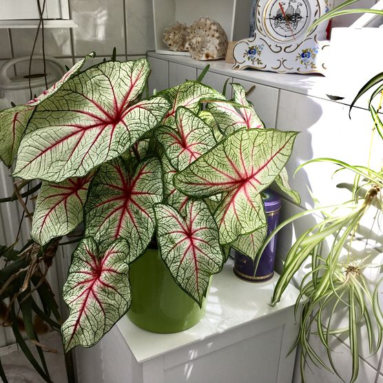 LIEBLINGSPFLANZE LIEBLINGSPFLANZE