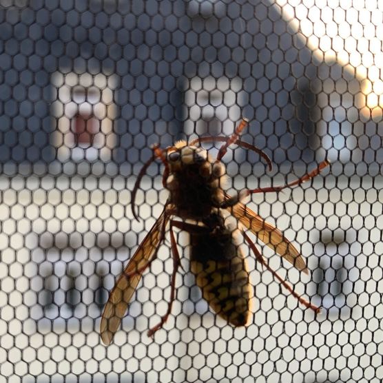 ÜBERNACHTUNGSGAST ÜBERNACHTUNGSGAST