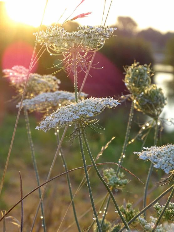 Bild von AngieRed Bild von AngieRed