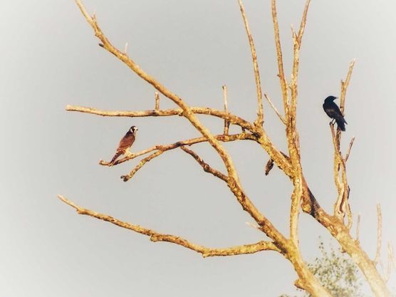 Bild von AngieRed Bild von AngieRed