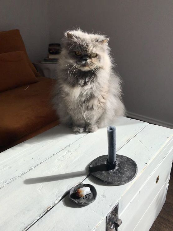 Der Puschel wünscht ebenfalls Der Puschel wünscht ebenfalls