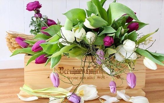 Tulpengruss Tulpengruss