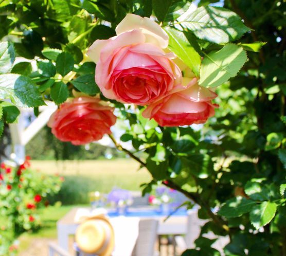 Bild von Adelheids-Ideenreich Bild von Adelheids-Ideenreich