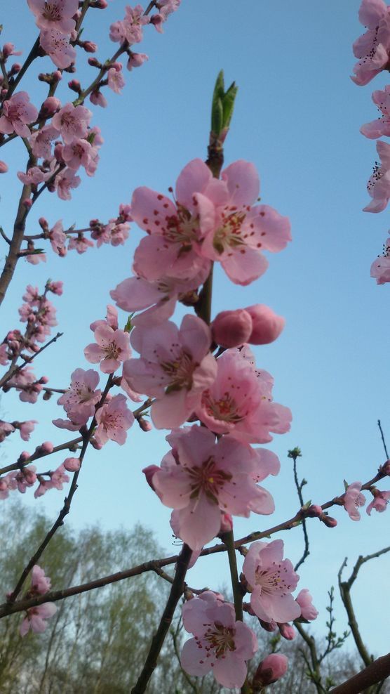 :cherry_blossom:Pfirsichblüte:cherry_blossom: :cherry_blossom:Pfirsichblüte:cherry_blossom: