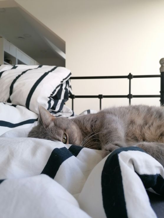 Bild von Eleanor_the_catlady Bild von Eleanor_the_catlady