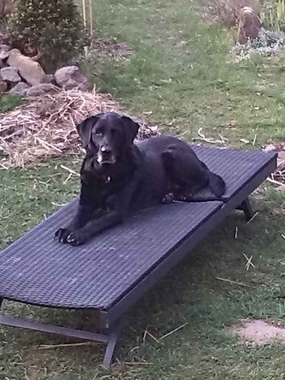 Gartenliege gekauft... Gartenliege gekauft...